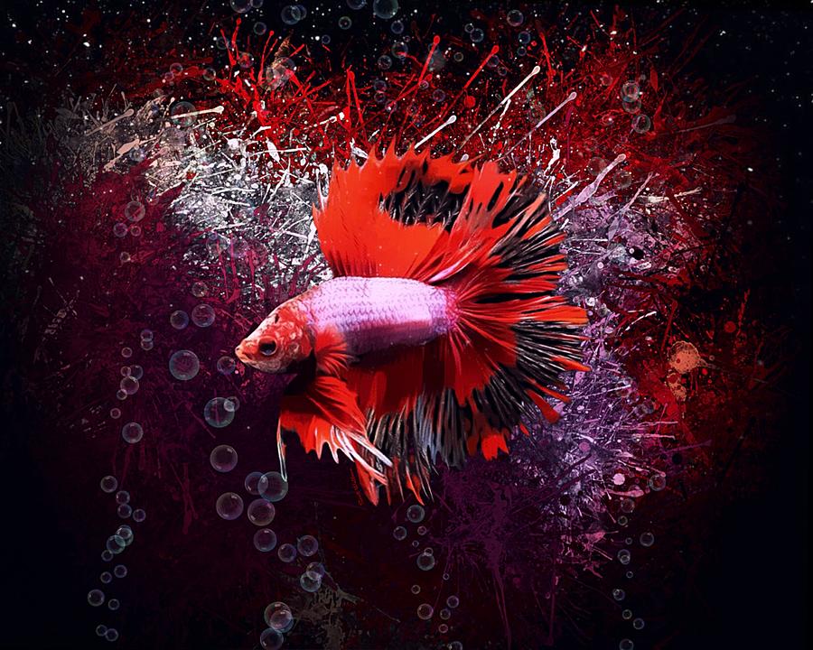 Strawberry Betta Fish Digital Art