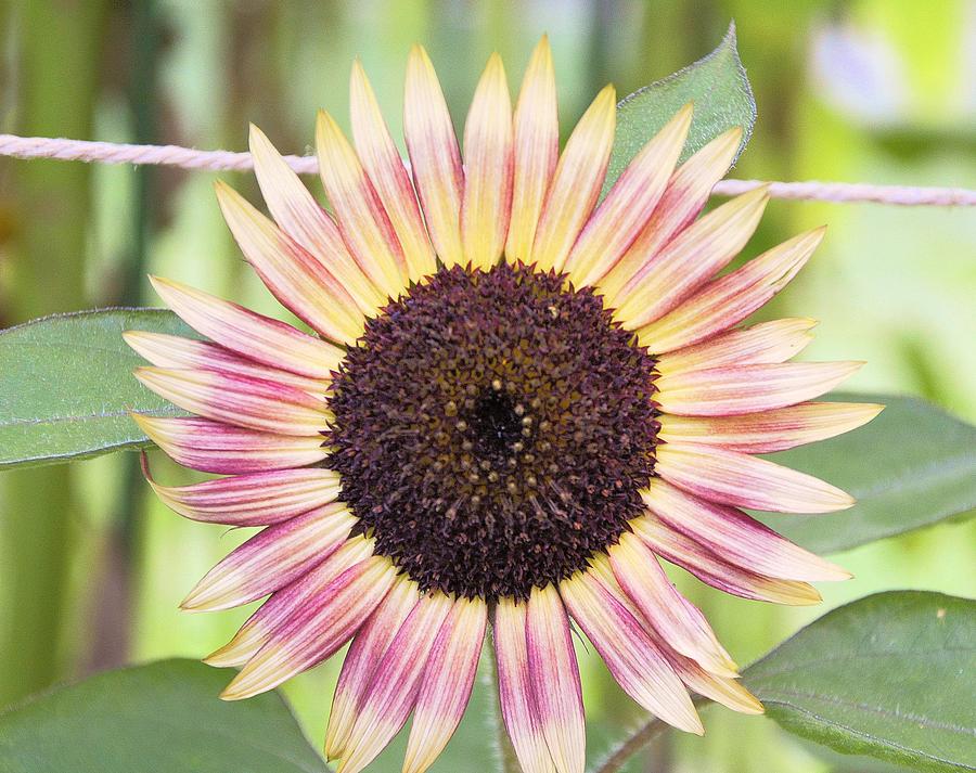 Strawberry Blonde Sunflower Photograph by Jennifer Broadstreet Hess ...