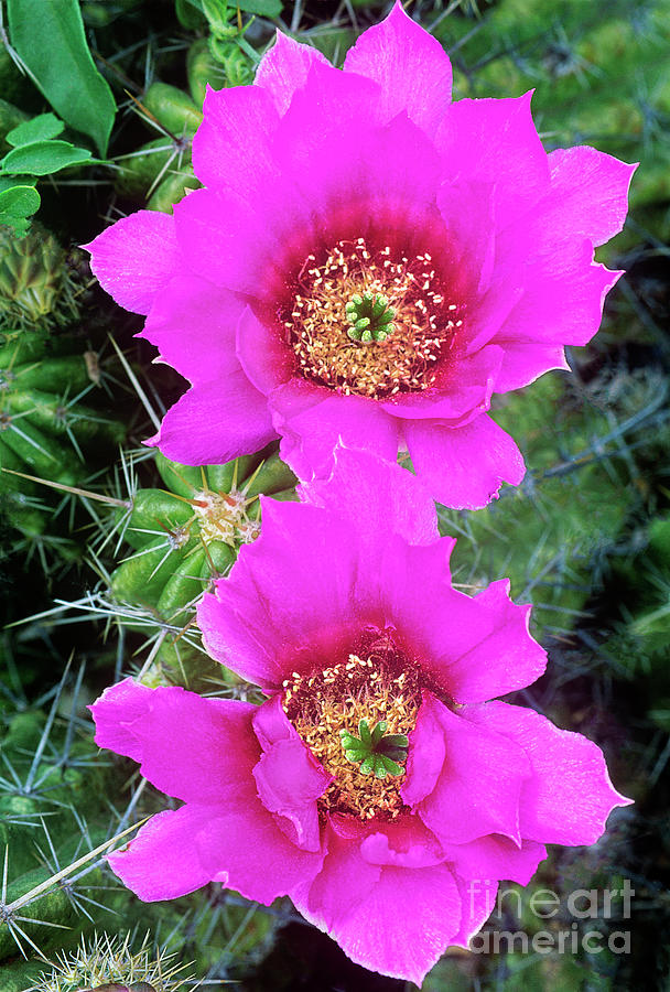 Strawberry Cacti Echinocereus Enneacanthus Texa Photograph by Dave Welling
