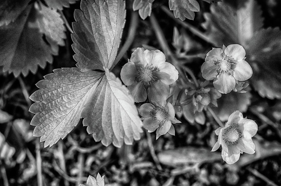 Strawberry flowers in black and white Photograph by Alan Goldberg