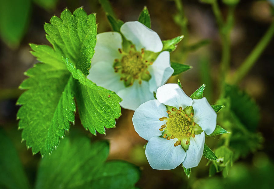 Strawberry flowers Photograph by Lilia S