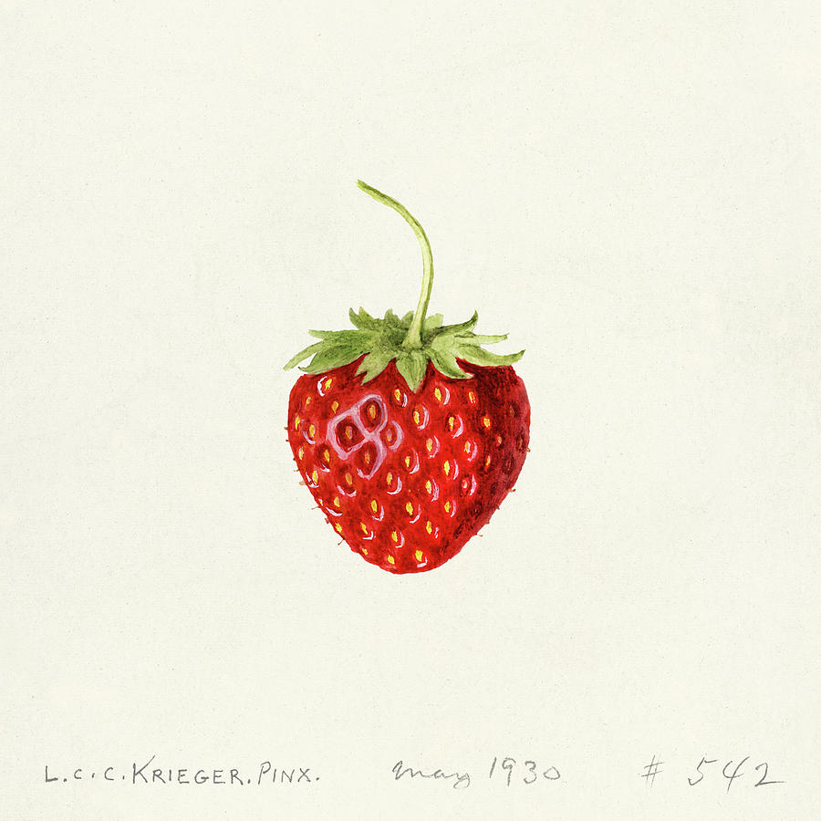 Fruit Drawing - Strawberry - Fragaria 1930 by Murellos Design