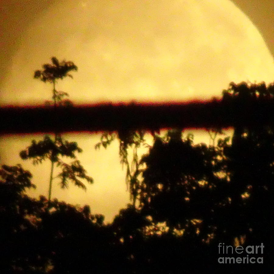 Strawberry Full Moon Rising W Tree N Wire Photograph