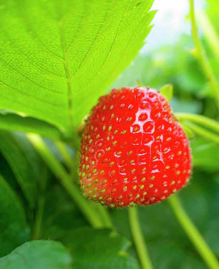 Strawberry Photograph - Strawberry In The Garden by Karen Rispin