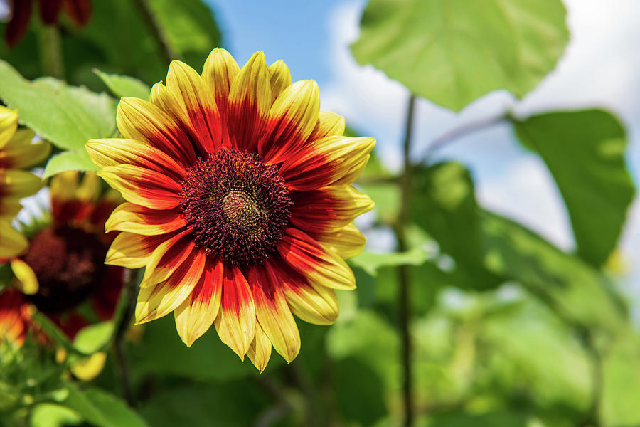 Ring of Fire Sunflower Photograph by Rose Guinther