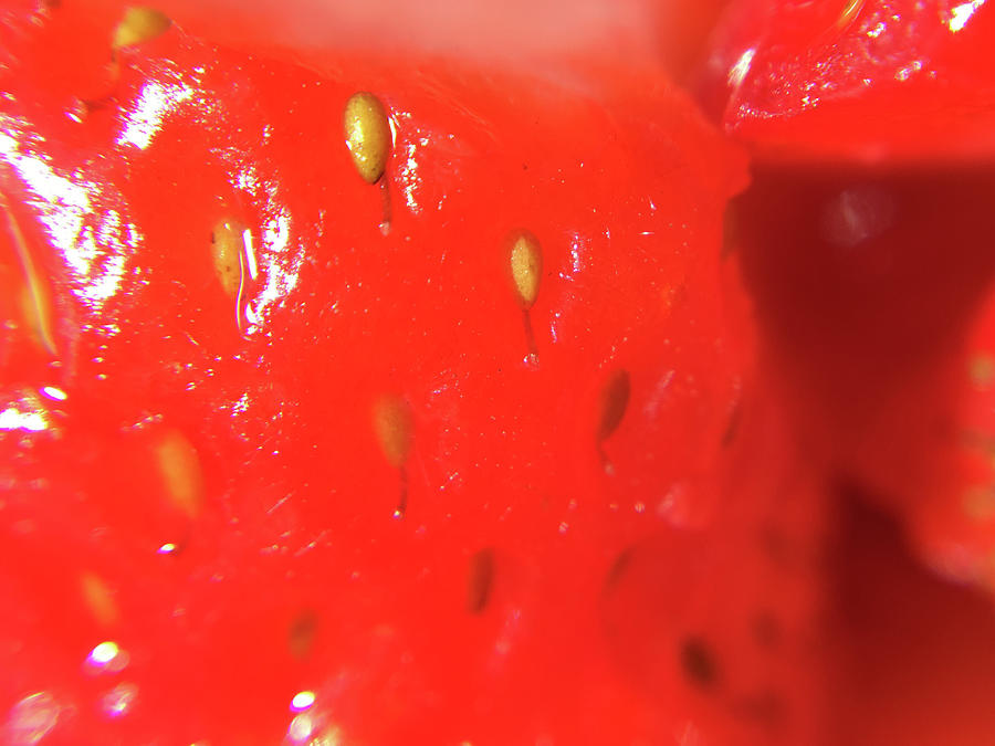 Strawberry Macro Photograph by K Bradley Washburn