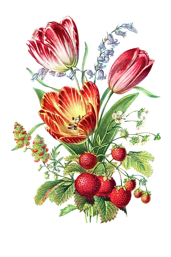 Strawberry, Mignonette, Tulip, And Blue Bell Drawing