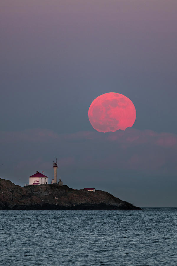 Strawberry Moon Rises Photograph by Bill Cubitt