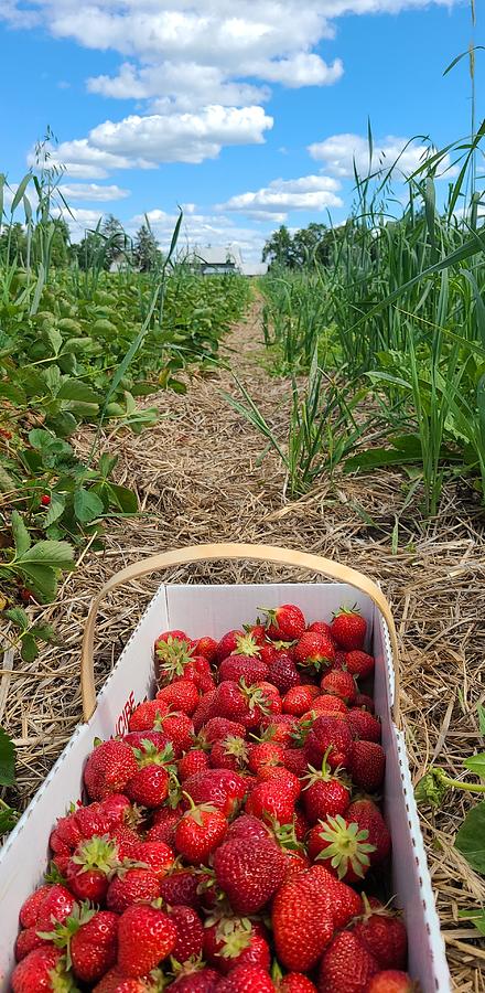 Strawberry Picking 2021 Photograph By Ashlee Holt Fine Art America   Strawberry Picking 2021 Ashlee Holt 