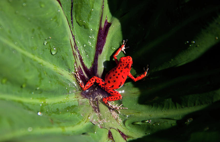 Strawberry Poison Dart Frog Photograph by Chris Goldberg