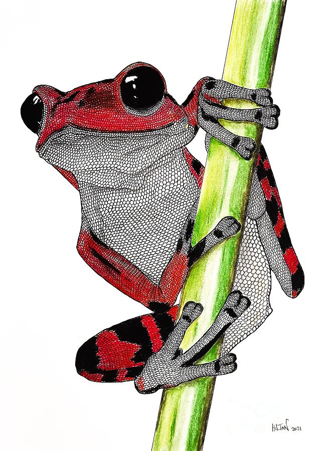 Strawberry Poison Dart Frog Portrait Mixed Media by Graham Wallwork