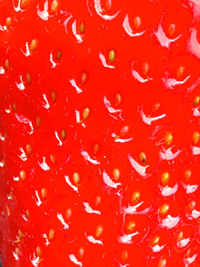 Strawberry  Photograph by S J Bryant