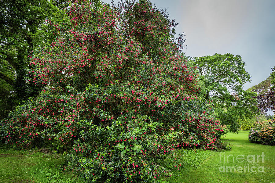Killarney National Park Photograph - Strawberry Tree by Eva Lechner