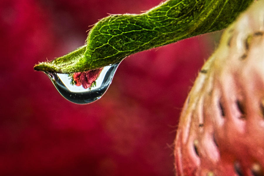Strawberry Water Droplet Photograph by Stuart Litoff