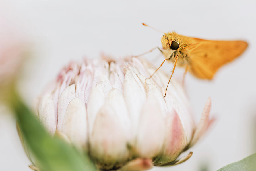 Strawflower and Skipper Butterfly Photograph by Rachel Morrison