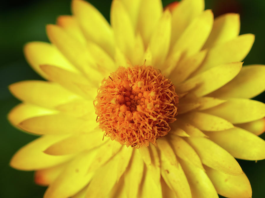 Strawflower close-up Photograph by Jouko Lehto