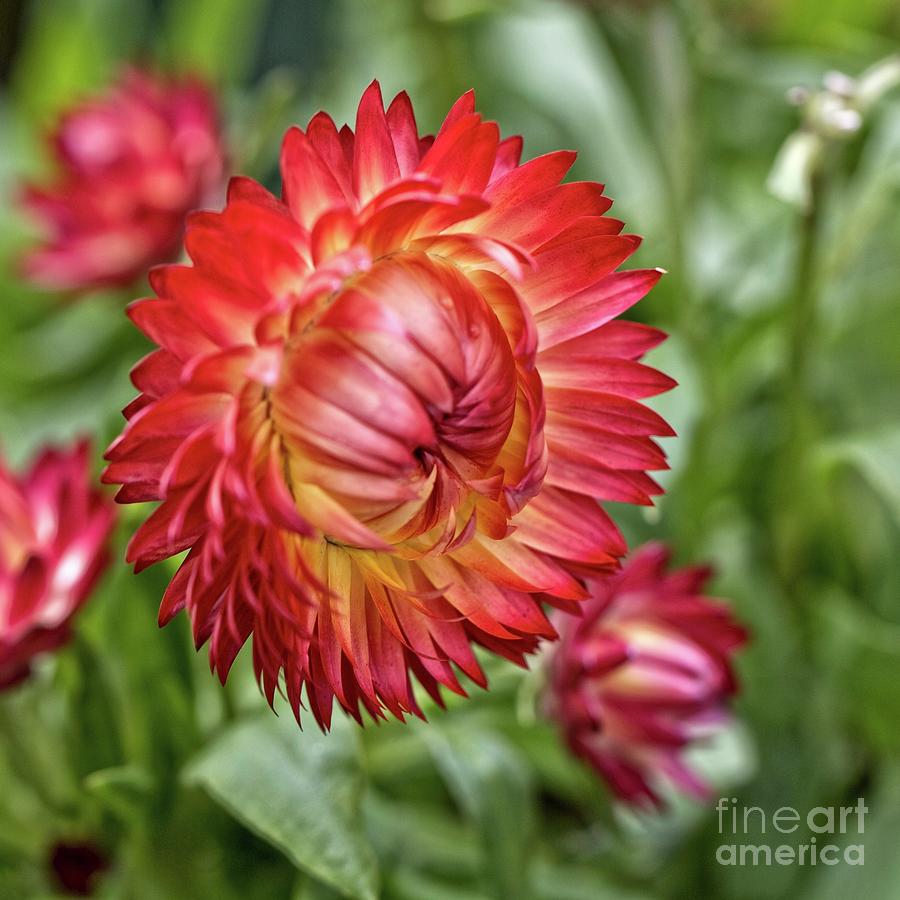 Strawflower in Bloom Photograph by Patricia Youngquist