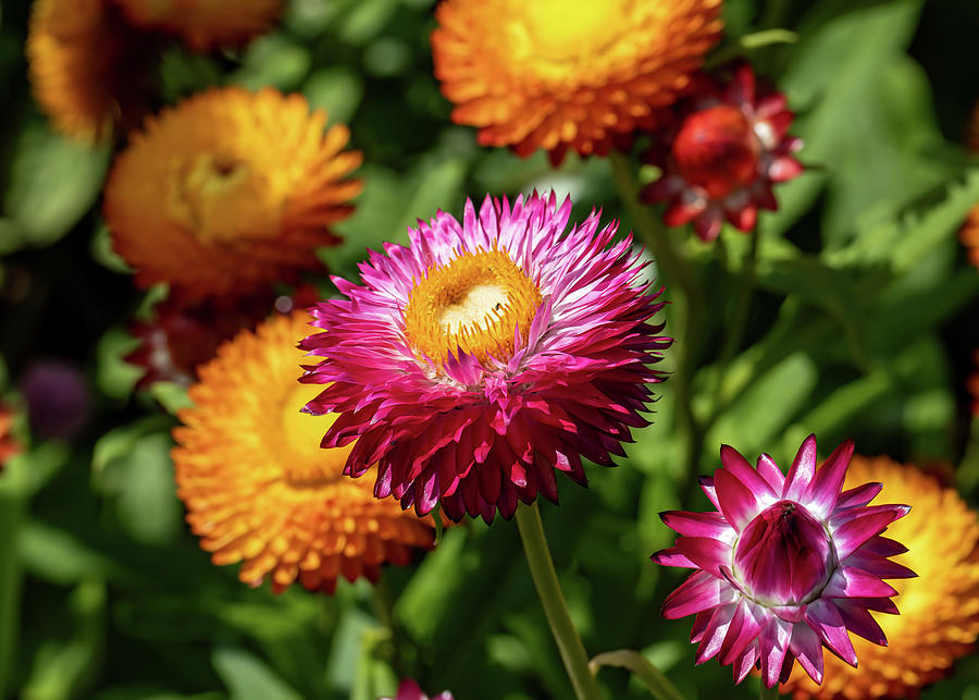 Flower Photograph - Strawflowers by Shirley Mitchell