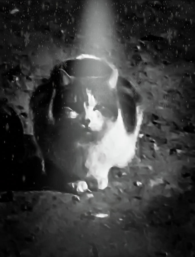 Stray Cat Monochrome Photograph