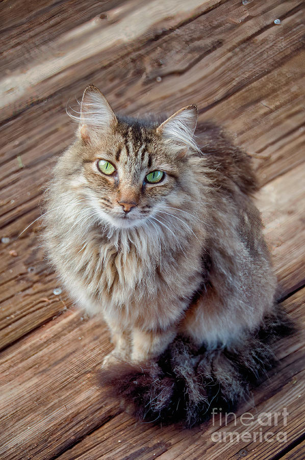 Stray Cat With Green Eyes Photograph by Al Andersen