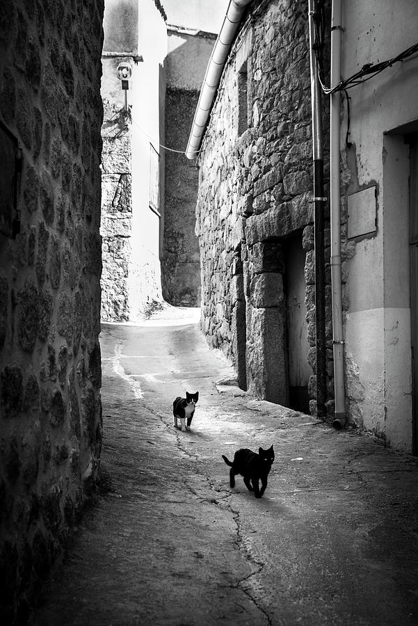 Stray cats in Fermoselle BW Photograph by RicardMN Photography