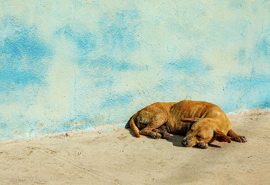 Stray Dog Photograph by David Lee