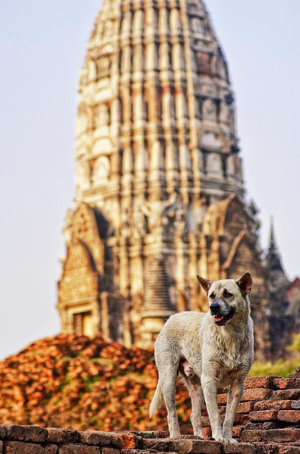 Stray dog in Thailand capital ruins Photograph by Sherri Damlo, Damlo Shots, Damlo Does, LLC