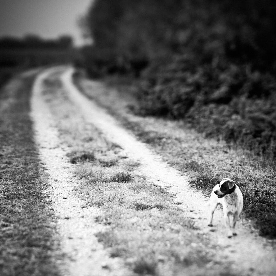 Stray Dog in the Countryside Black and White Photograph by MoreISO