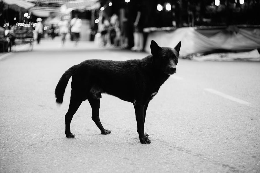 Stray Dog Standing Alone On A Street,selective Focus Photograph by IttoIlmatar