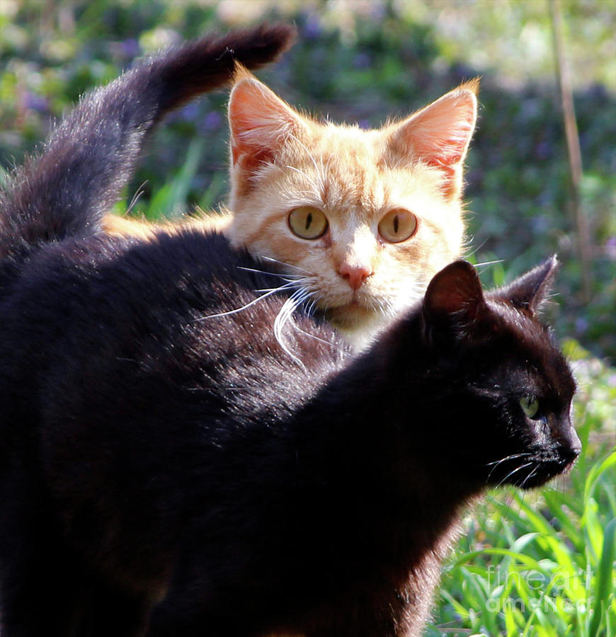 Stray Eyes Photograph by Steven Digman - Fine Art America