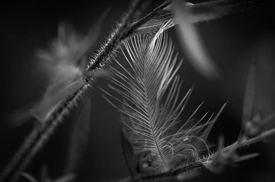 Stray Feather Photograph by Amy Banton - Fine Art America