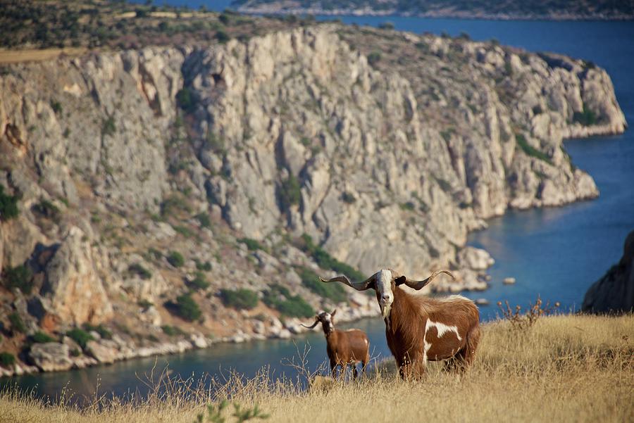 Stray goats in Boeotia, Greece Photograph by Sean Hannon