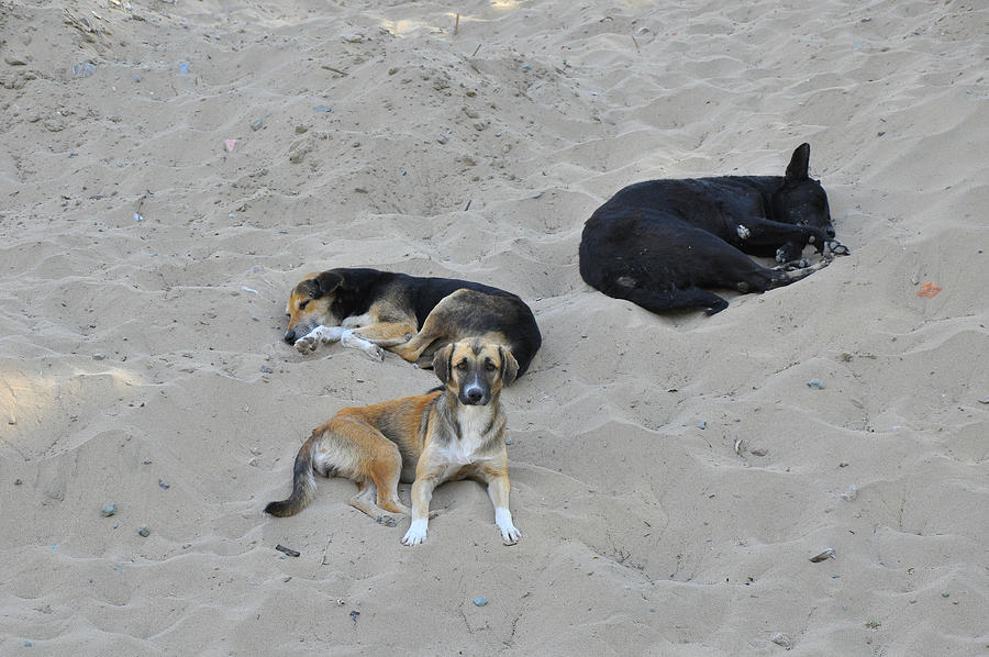 Stray homeless dogs at Huacachina Oasis Photograph by Markus Daniel