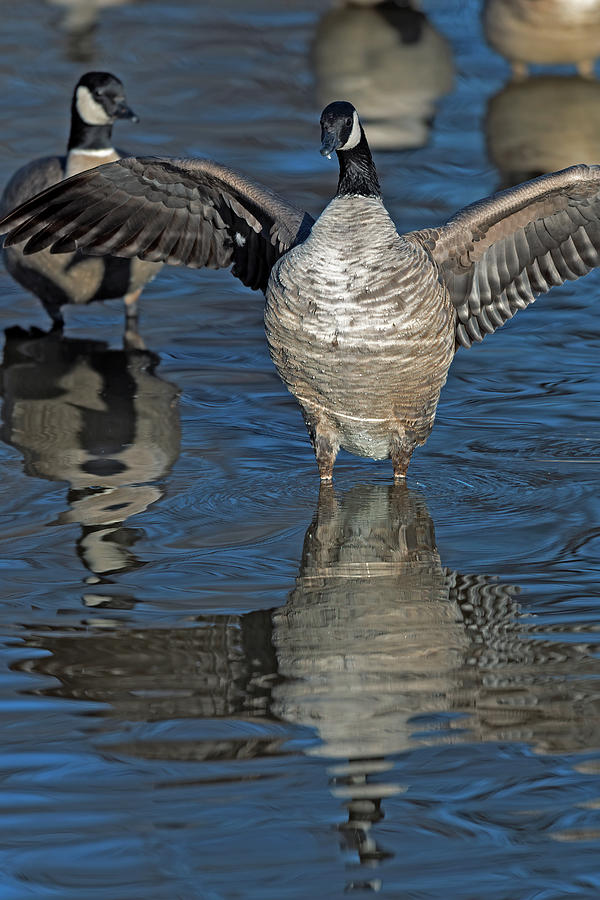 Streaching Goose With Reflection Photograph