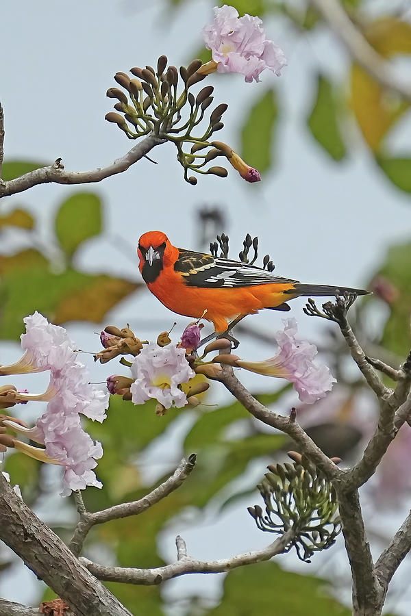 Birds Of Costa Rica Photograph - Streak-backed Oriole by Alan Lenk