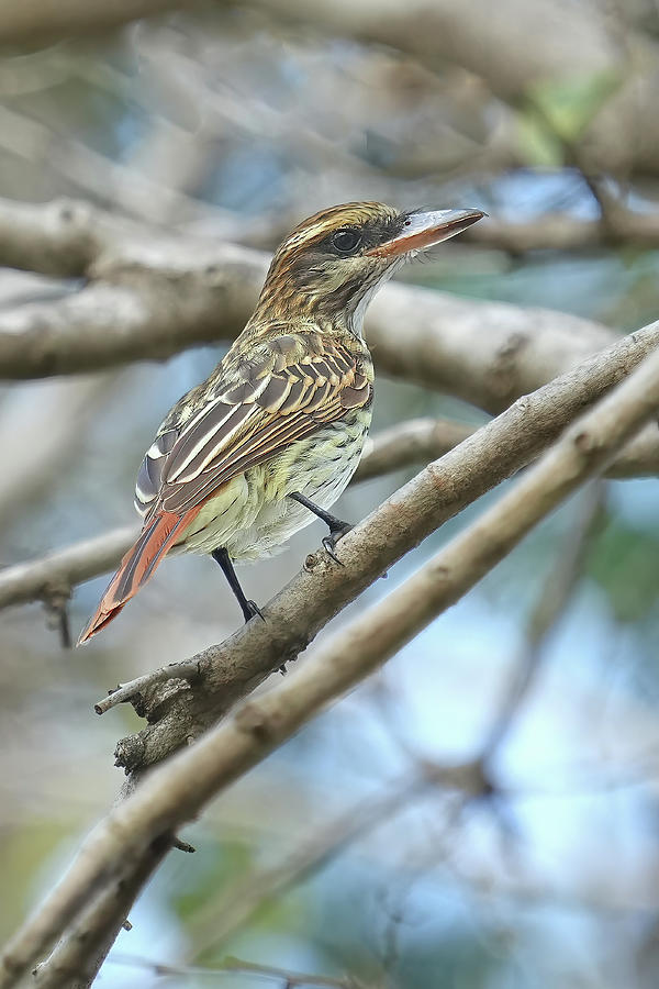 Birds Of Costa Rica Photograph - Streaked Flycatcher by Alan Lenk