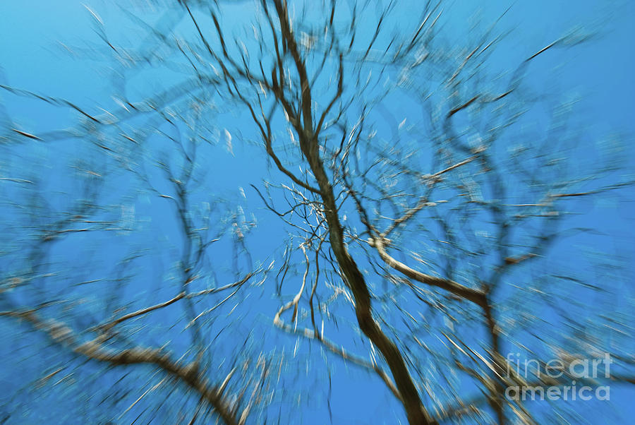 Streaking Tree Abstract Nature Photograph Photograph by PIPA Fine Art - Simply Solid