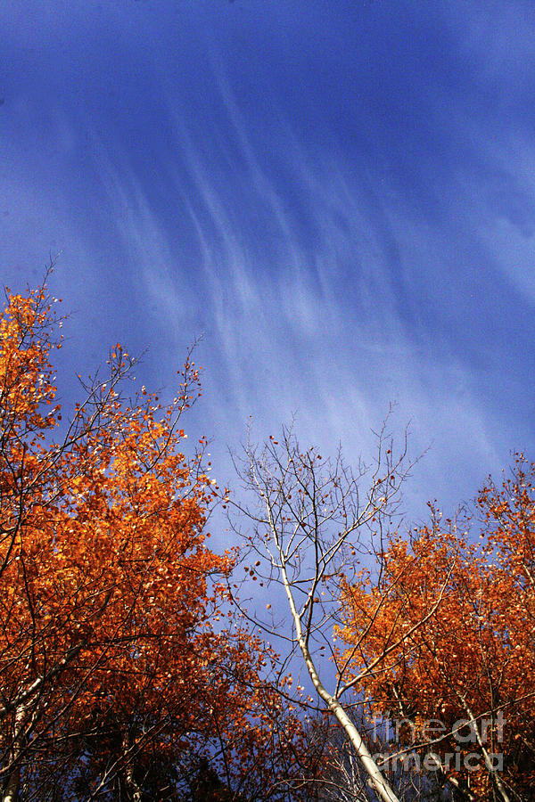 Streaks of Autumn Photograph by Mary Mikawoz