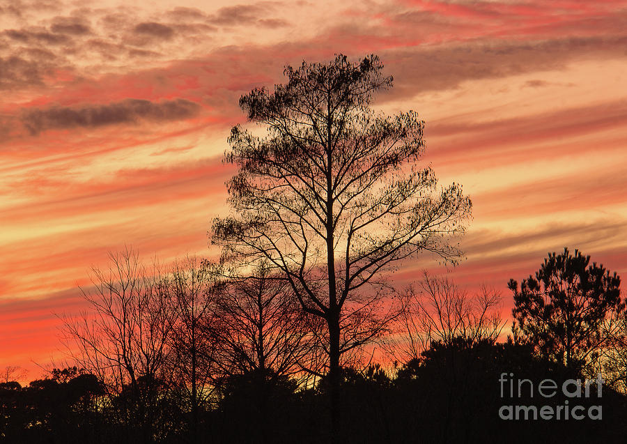 Streaks of Red Photograph by Michelle Tinger