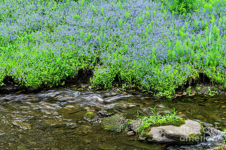 Stream Bank Wildflowers Photograph
