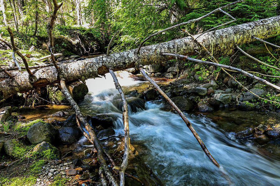 Stream Flowing Under A Fallen Snag Photograph by Jeff Swan
