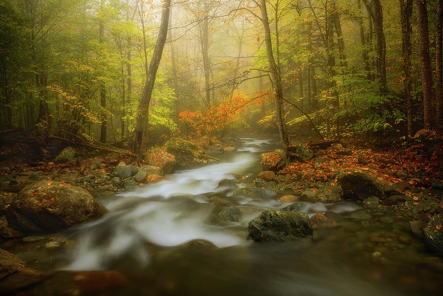 Stream in Forest Photograph by Henry w Liu