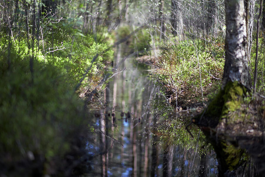 Stream In The Summer Forest Latvia   Photograph by Aleksandrs Drozdovs
