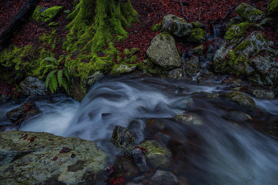 Stream Into The Forest Photograph