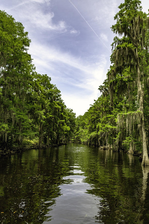 Stream through a Cypress Swamp in Florida Photograph by VisionsbyAtlee