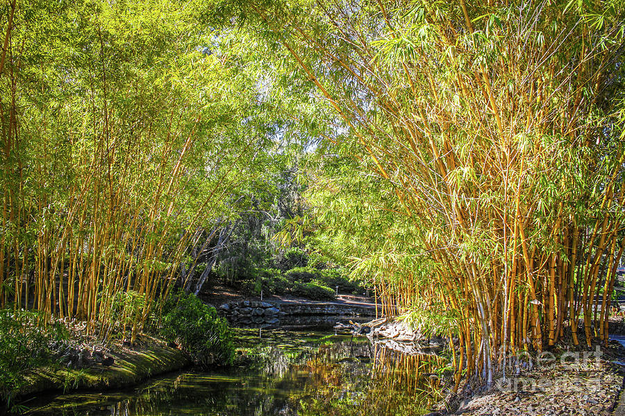 Stream through the Bamboo Grove Photograph by Susan Vineyard