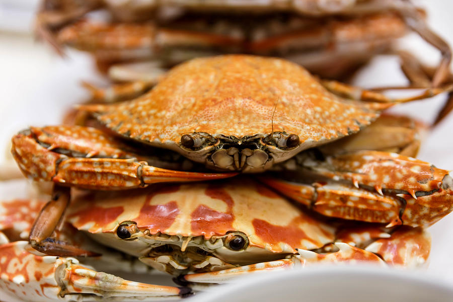 Streamed Horse Crabs Stacked on The White Plate Photograph by Artit_Wongpradu