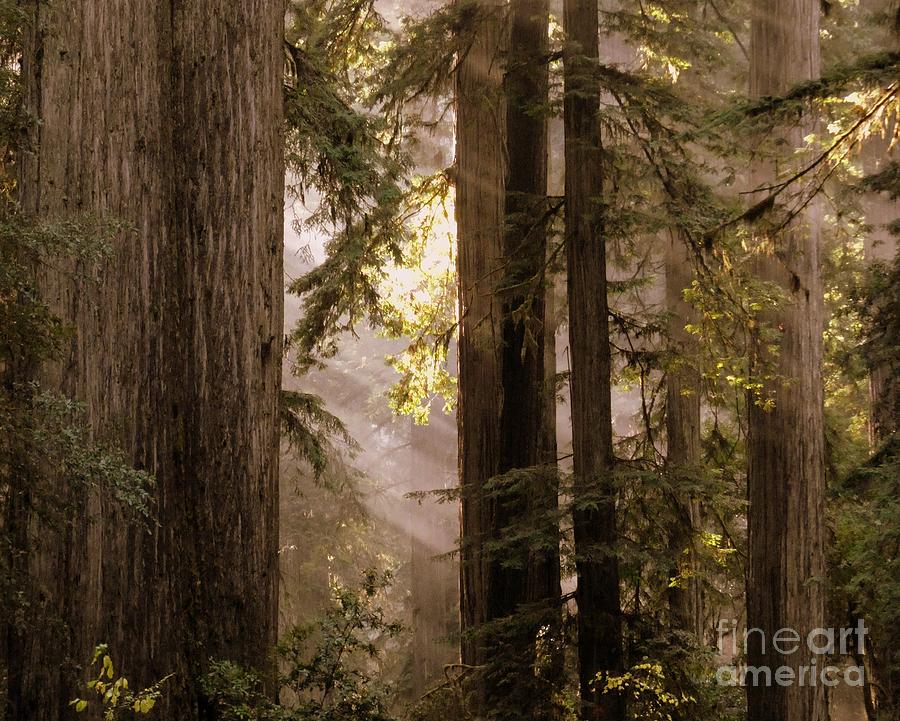 Streamin Light Through The Redwoods Photograph by Linda Vanoudenhaegen
