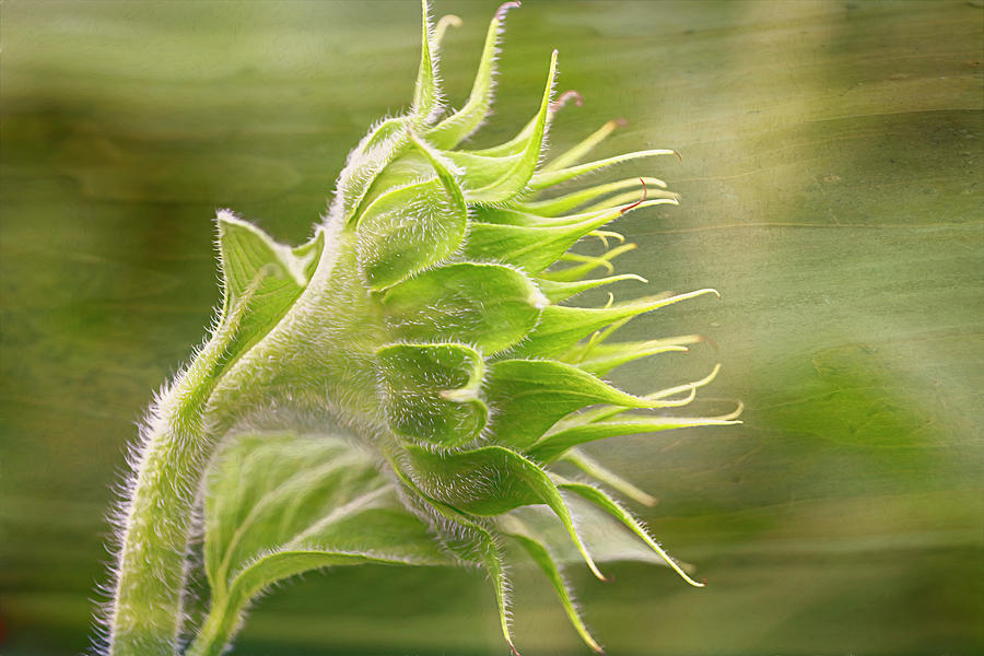 Streaming Sunflower Photograph by Brad Mangas