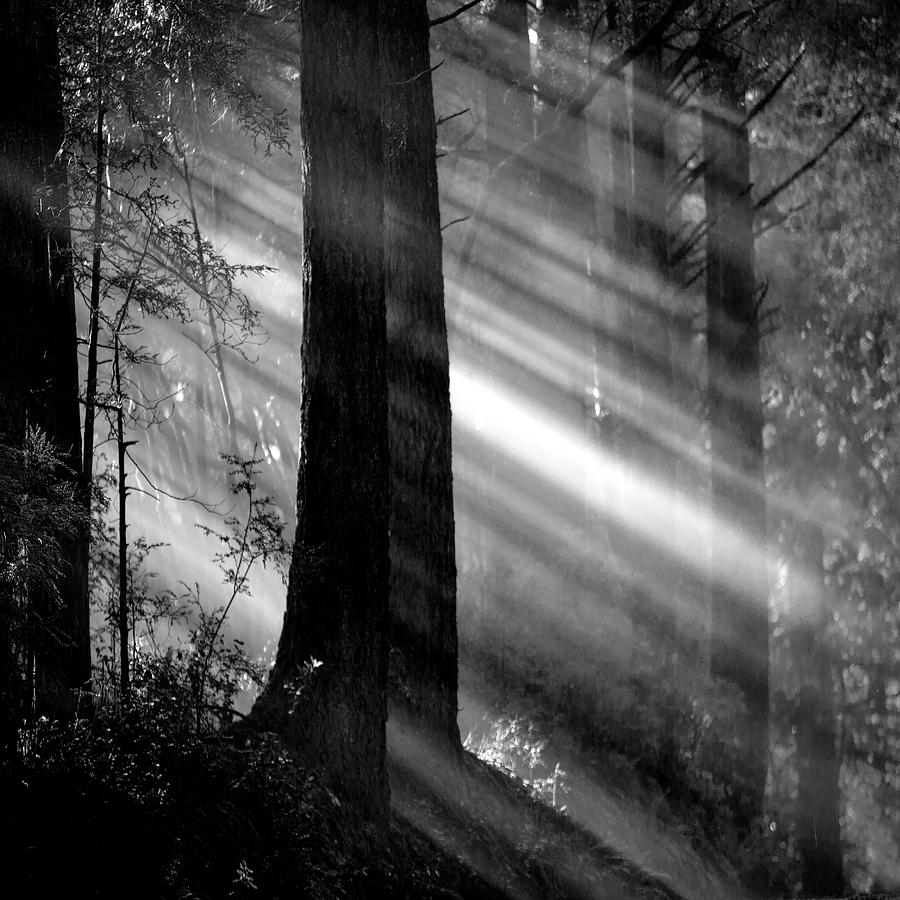 Streaming sunlight Photograph by Donald Kinney